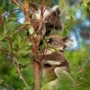 Koala - Phascolarctos cinereus o3317